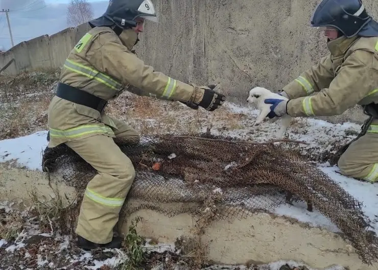Под Красноярском пожарные спасли собаку и ее восьмерых щенят