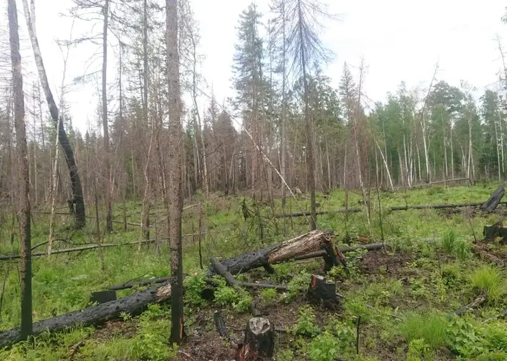 В лесах Красноярского края введен режим ЧС