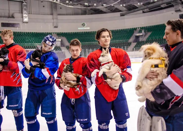 Красноярские хоккеисты помогают бездомным собакам обрести дом