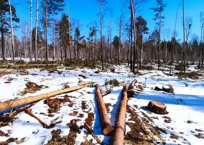 Двух жителей Красноярского края осудят за незаконную рубку леса