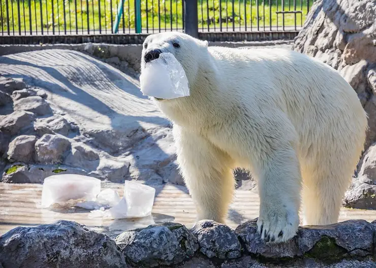 В Красноярске в «Роевом ручье» появятся пруды рядом с вольерами белых медведей