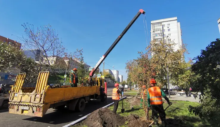 В Ленинском районе Красноярска посадили больше 5000 деревьев