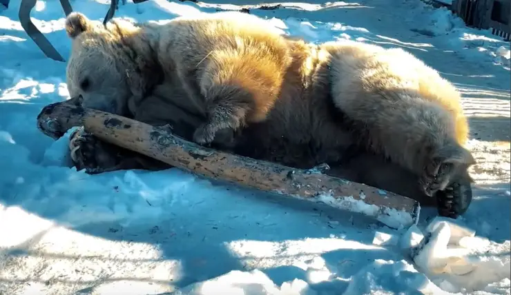 В горах напротив Дивногорска заметили четверых медведей