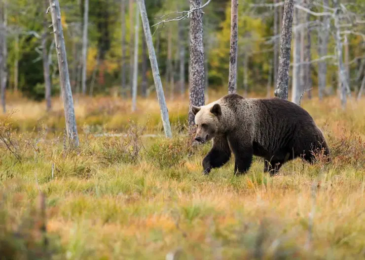 В Лесосибирске дачники прогнали медведя сигналом автомобиля