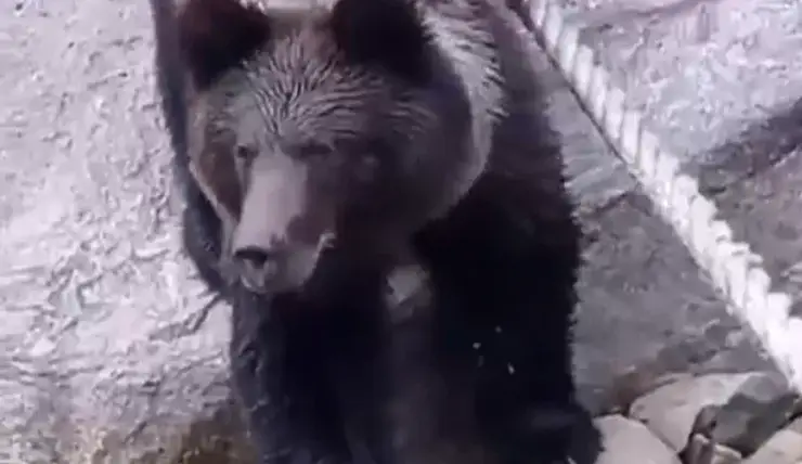 В заповеднике на юге Красноярского края засняли любопытного молодого медведя
