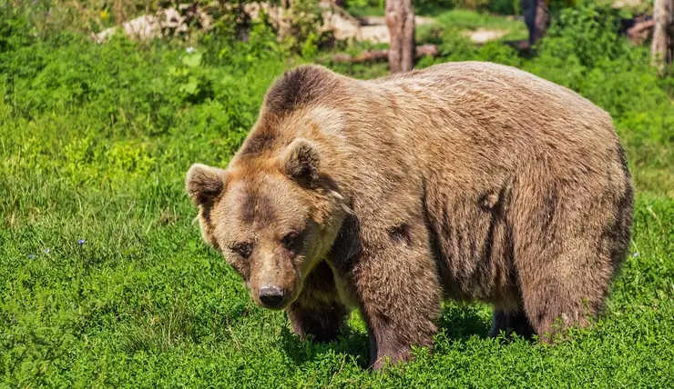 Деревню в Назаровском районе охраняют от медведя