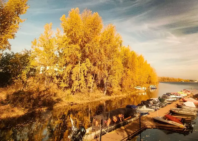 Красноярцам рассказали, какие деревья нельзя выращивать в городе