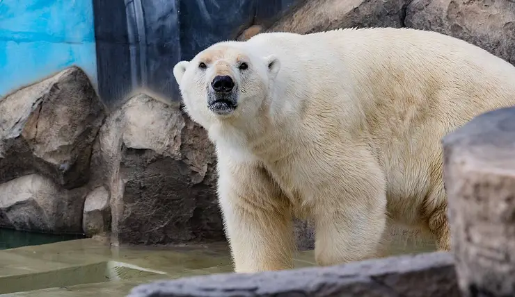 В Красноярске достроили первый вольер для белых медведей из «Роева ручья»