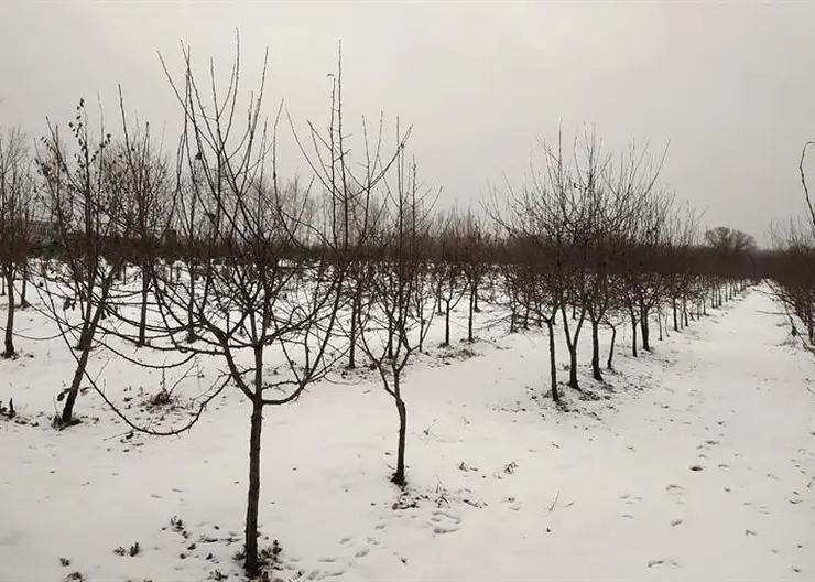 Площадь питомника, где выращивают деревья и кустарники для Красноярска, увеличилась на 1,5 га