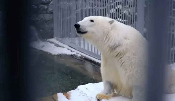 В Московском зоопарке показали, как поет спасенный в Красноярском крае медведь Диксон