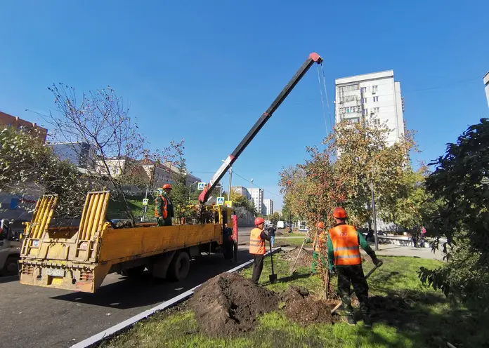 Больше тысячи новых деревьев высадили в Красноярске за неделю