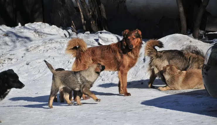 Что делать с бездомными собаками в Красноярске?