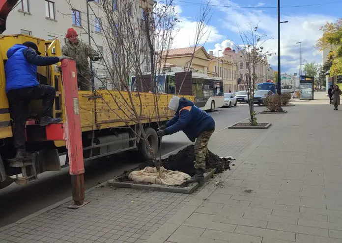 В Красноярске высадили более 20,6 тысячи деревьев