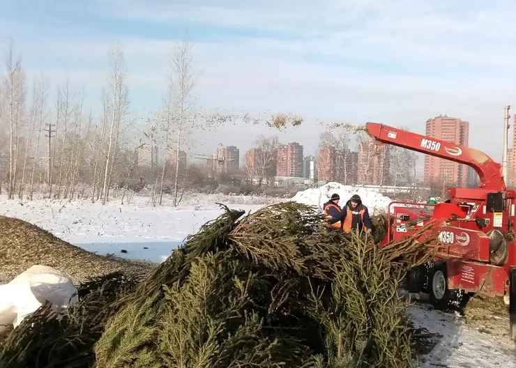 Больше 1000 новогодних ёлок собрали красноярцы во время акции #ЁлкиНеПалки
