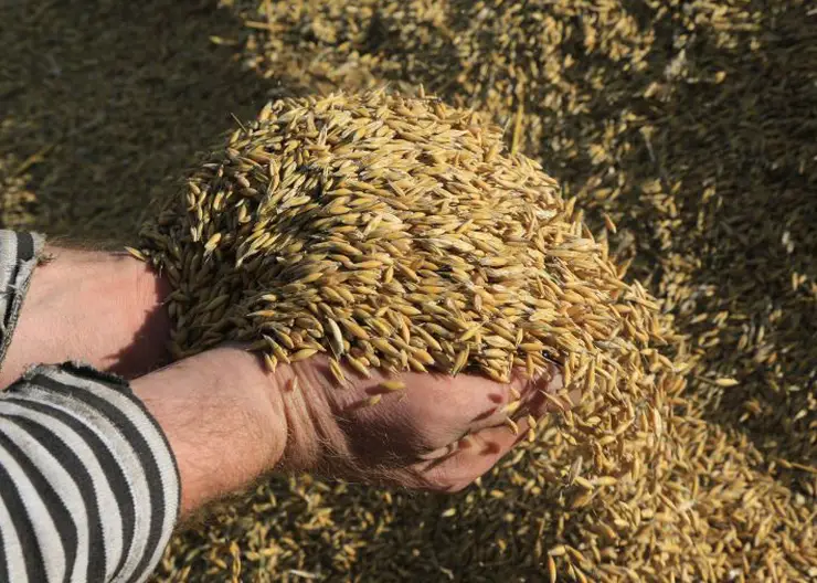 Аграрии Красноярского края в 2022 году намолотили более 3,2 млн тонн зерна
