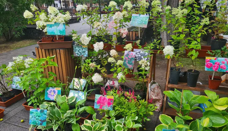В центре Красноярска за сезон садоводы продали цветов и саженцев на 1,4 млн рублей