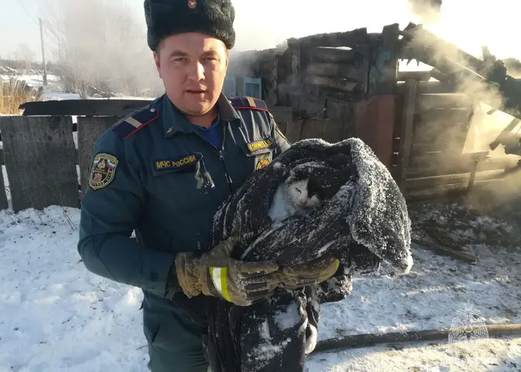 В Красноярском крае пожарные спасли кота из горящего дома