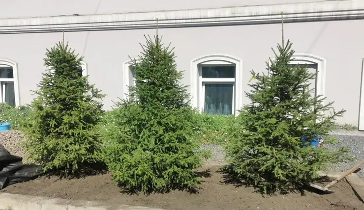 В Красноярске в этом году высадили 11 тысяч деревьев