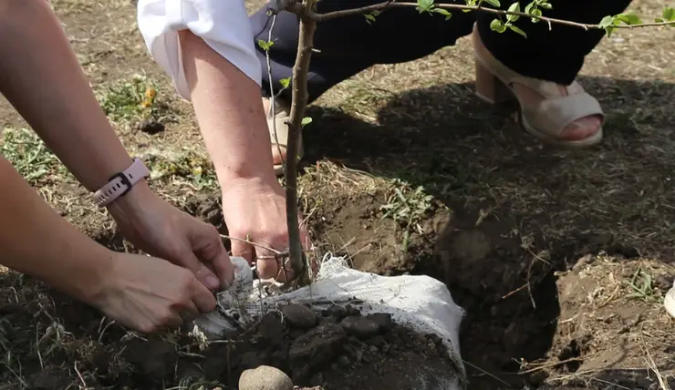 В санитарно-защитной зоне КрАЗа высадили 400 яблонь