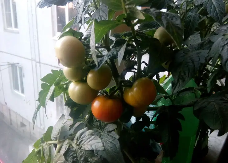 Как вырастить помидоры на подоконнике или балконе - Gornovosti.Ru