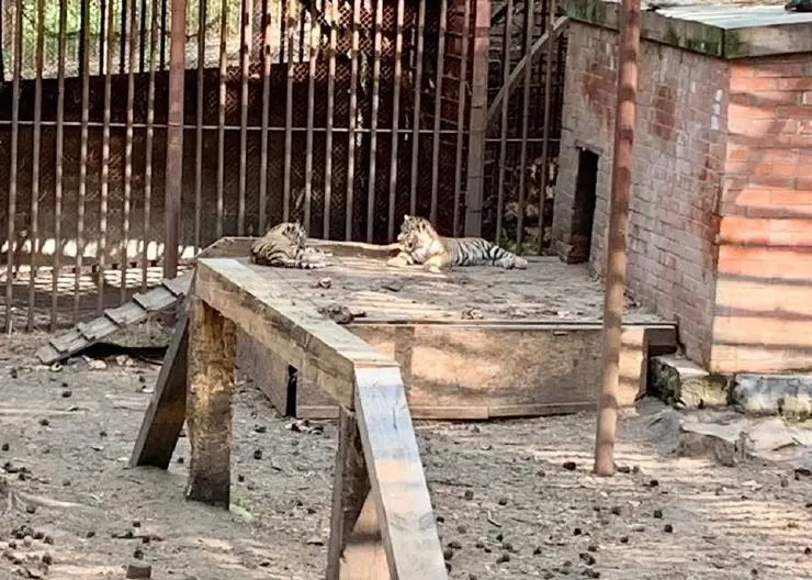 В зоопарке Зеленогорска родились два амурских тигра