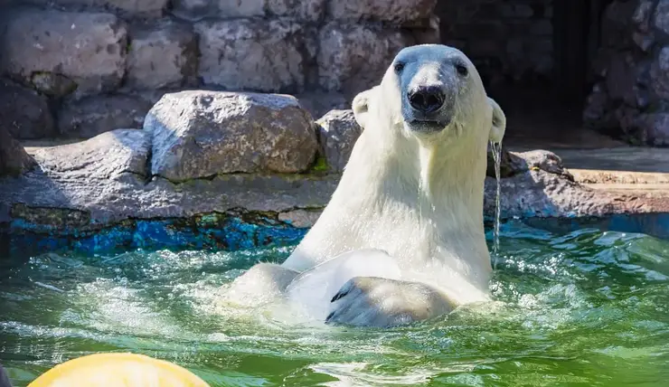 В красноярском «Роевом ручье» рассказали о летних играх белых медведей