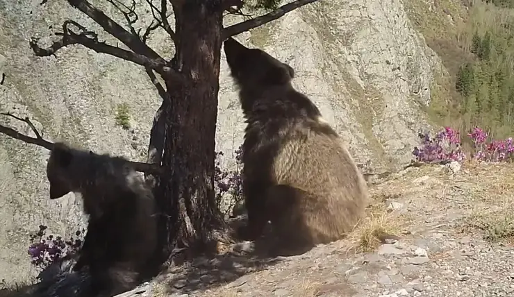 В заповеднике на юге Красноярского края засняли медведицу и ее озорного детеныша