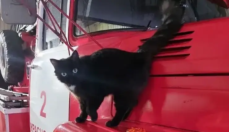 Красноярские спасатели рассказали о пушистой сотруднице Маше в честь Дня кошек
