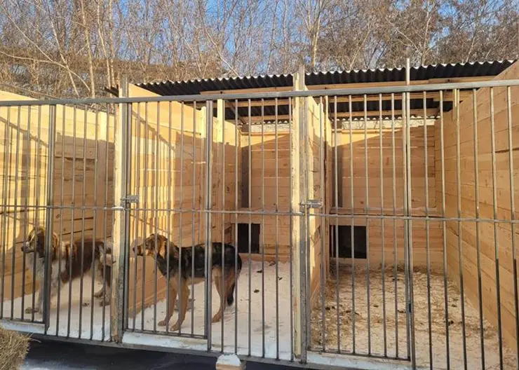 В приютах Красноярска за счет субсидий построили 36 вольеров для собак