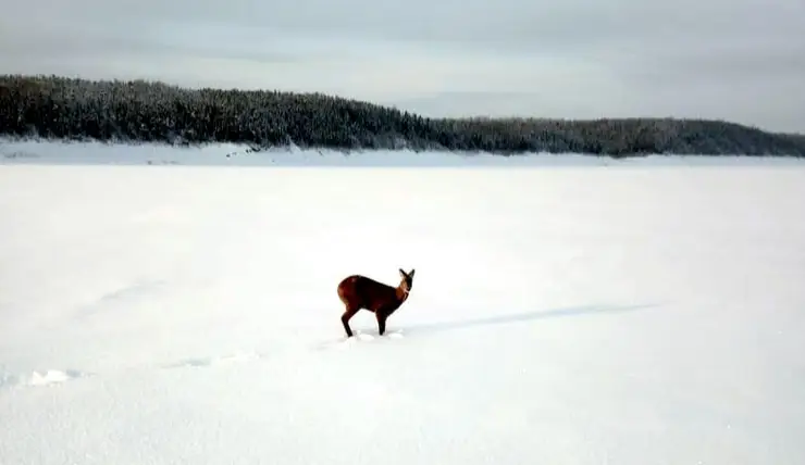 В заповеднике Красноярского края увидели редкий вид оленя