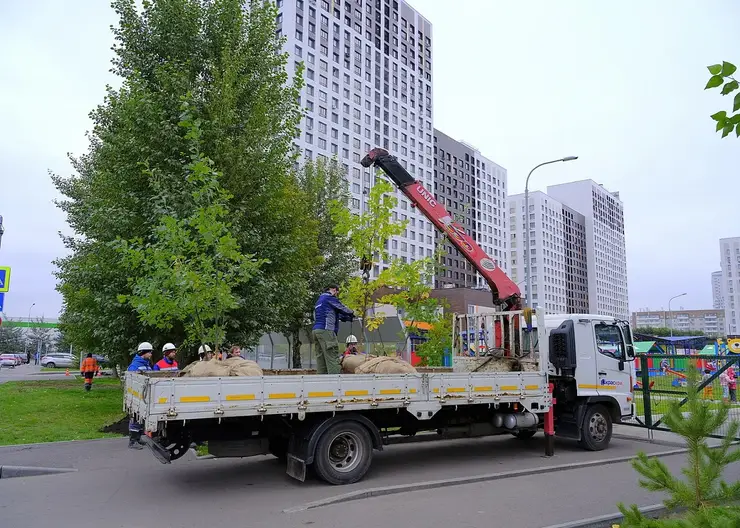 В Красноярске за неделю посадили 2 тысячи 24 дерева