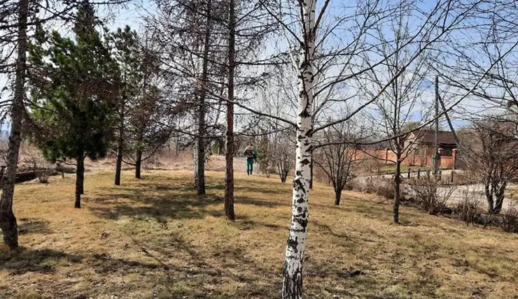 В Красноярске от клещей обработали 46 га территорий