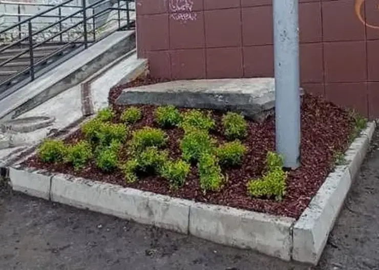 В Красноярске на улице Ады Лебедевой высадили «альтернативный» газон