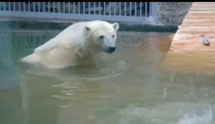Спасенный медвежонок Диксон впервые искупался в бассейне