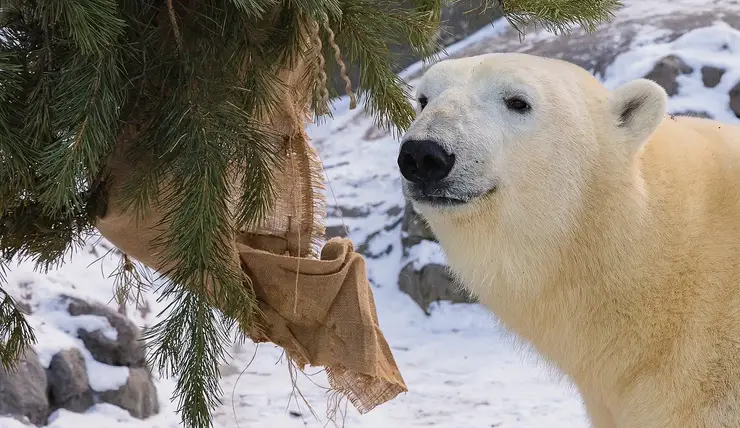 Белому медведю Ермаку из красноярского «Роева ручья» исполнилось 3 года