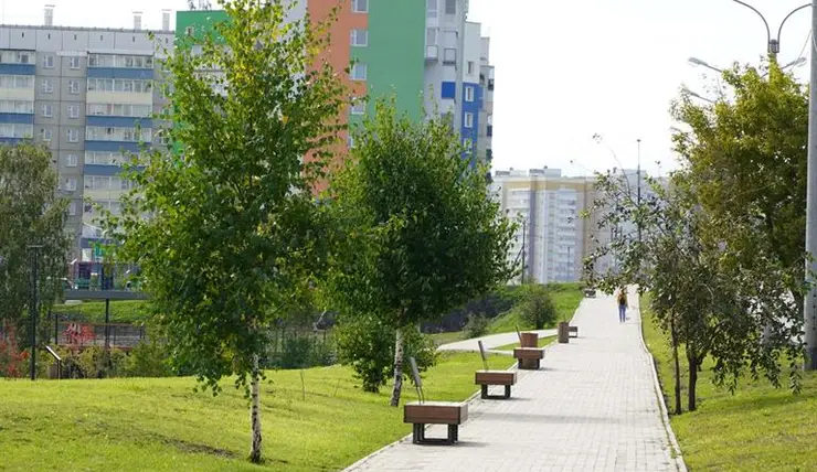 В Красноярске за неправильную обрезку деревьев можно получить штраф