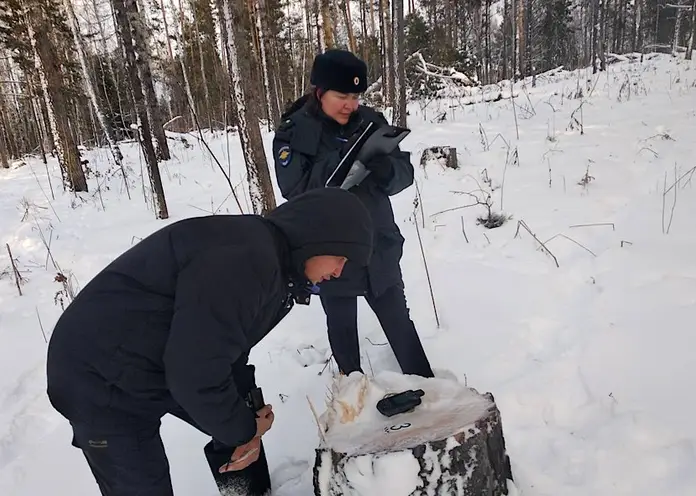 Житель Красноярского края получил условный срок и штраф 1 млн рублей за вырубку леса