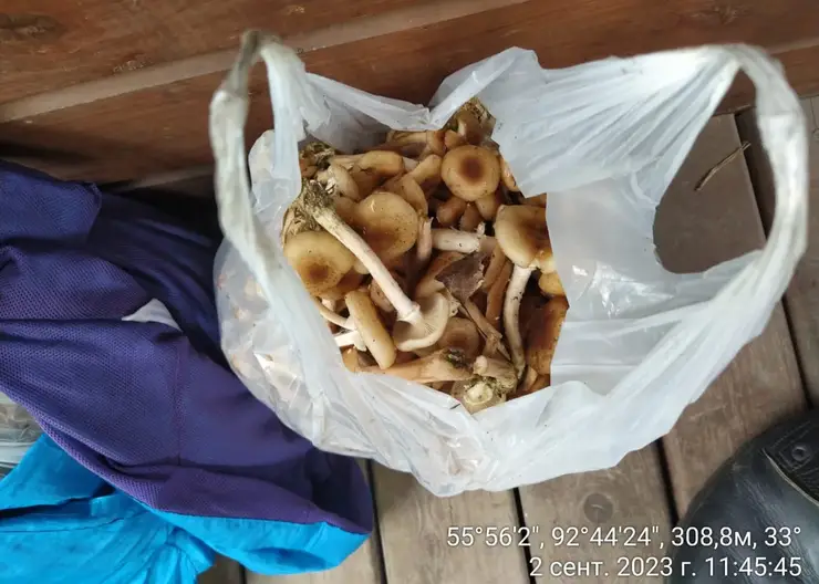 Красноярцев оштрафовали за сбор грибов на Столбах