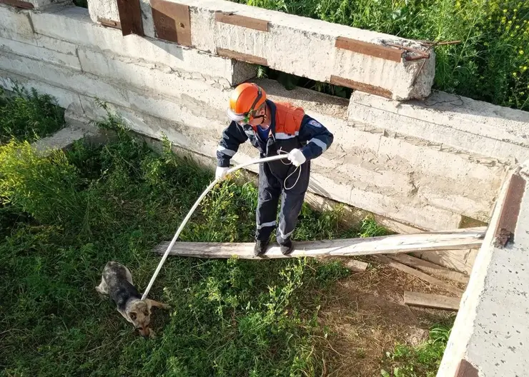 В Красноярском крае спасатели вызволили собаку из подвала недостроенного дома
