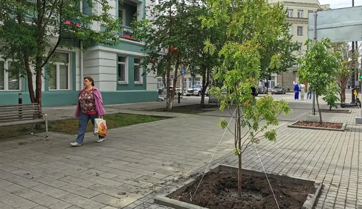 В Красноярске приступили к озеленению проспекта Мира по новым правилам
