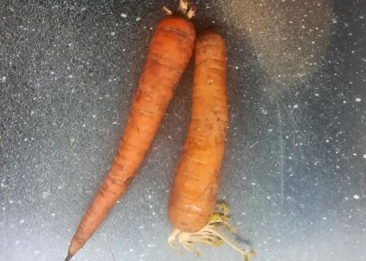 Красноярцам рассказали о полезных свойствах моркови