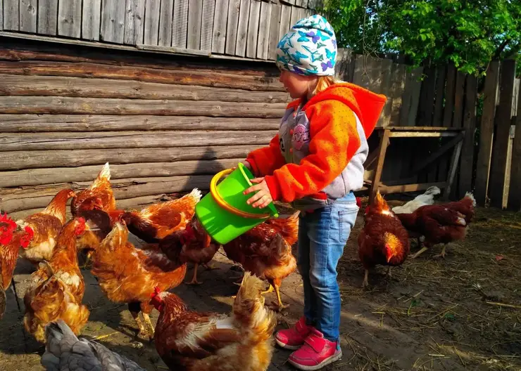 В Красноярском крае больше 400 многодетных семей получили средства на развитие подсобных хозяйств