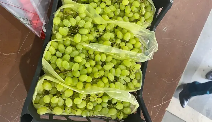 В Красноярский край впервые с 2021 года поставили фрукты из Турции