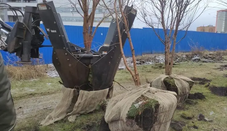 В Красноярске на улице Молокова пересадят деревья из-за строительства станции метро