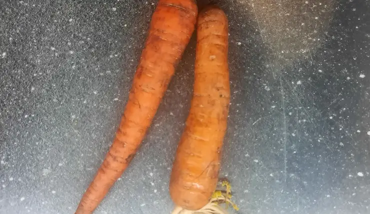 Красноярцам дали советы по выбору моркови