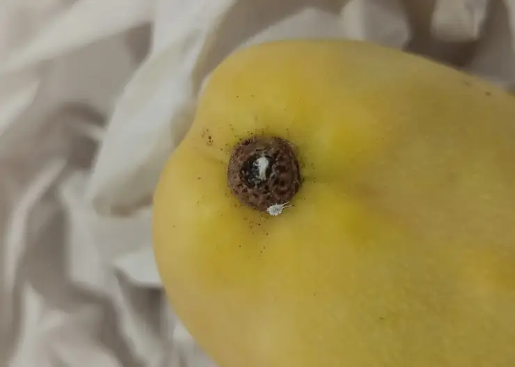 В Красноярск привезли почти 12 тонн зараженного вредителем манго