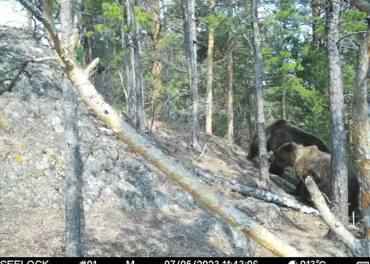 В национальном парке «Красноярские Столбы» медведи ищут себе пару