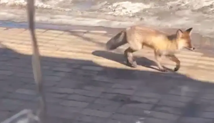 В «Татышев-парке» Красноярска лиса спокойно гуляла среди людей