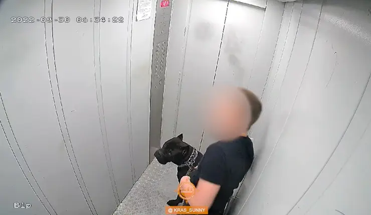 В Красноярске подростка подозревают в избиении собаки в лифте