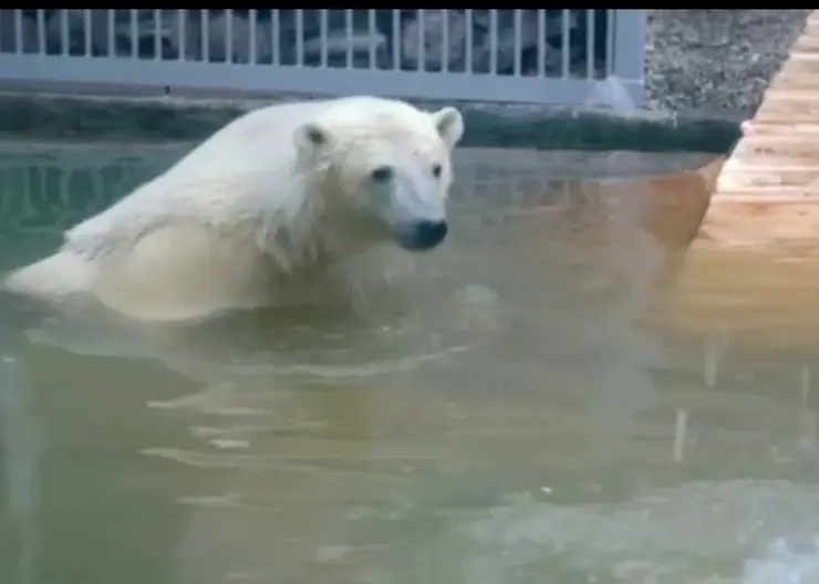 Спасенный медвежонок Диксон впервые искупался в бассейне